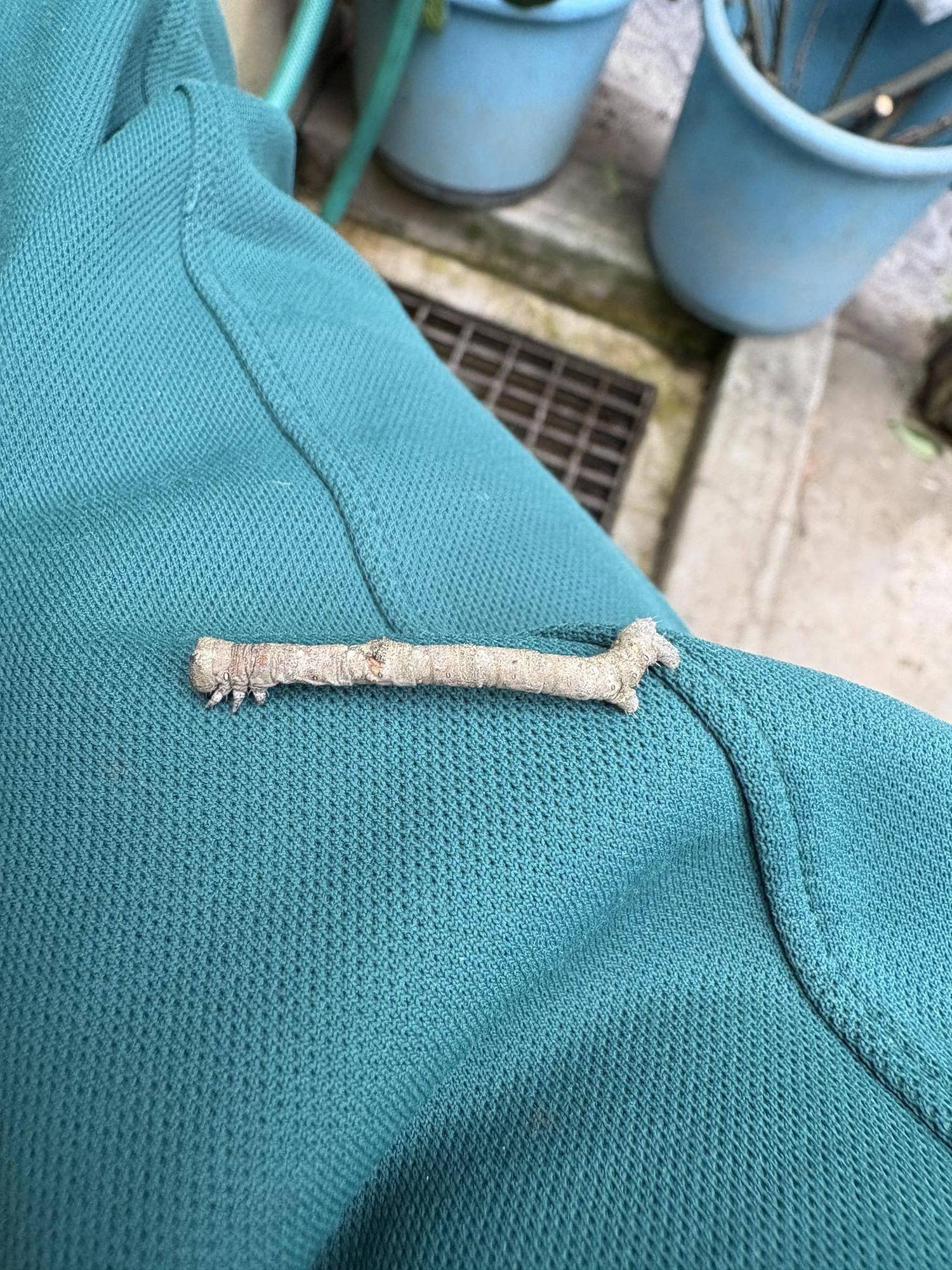 腕に付いていたイモムシ.jpg