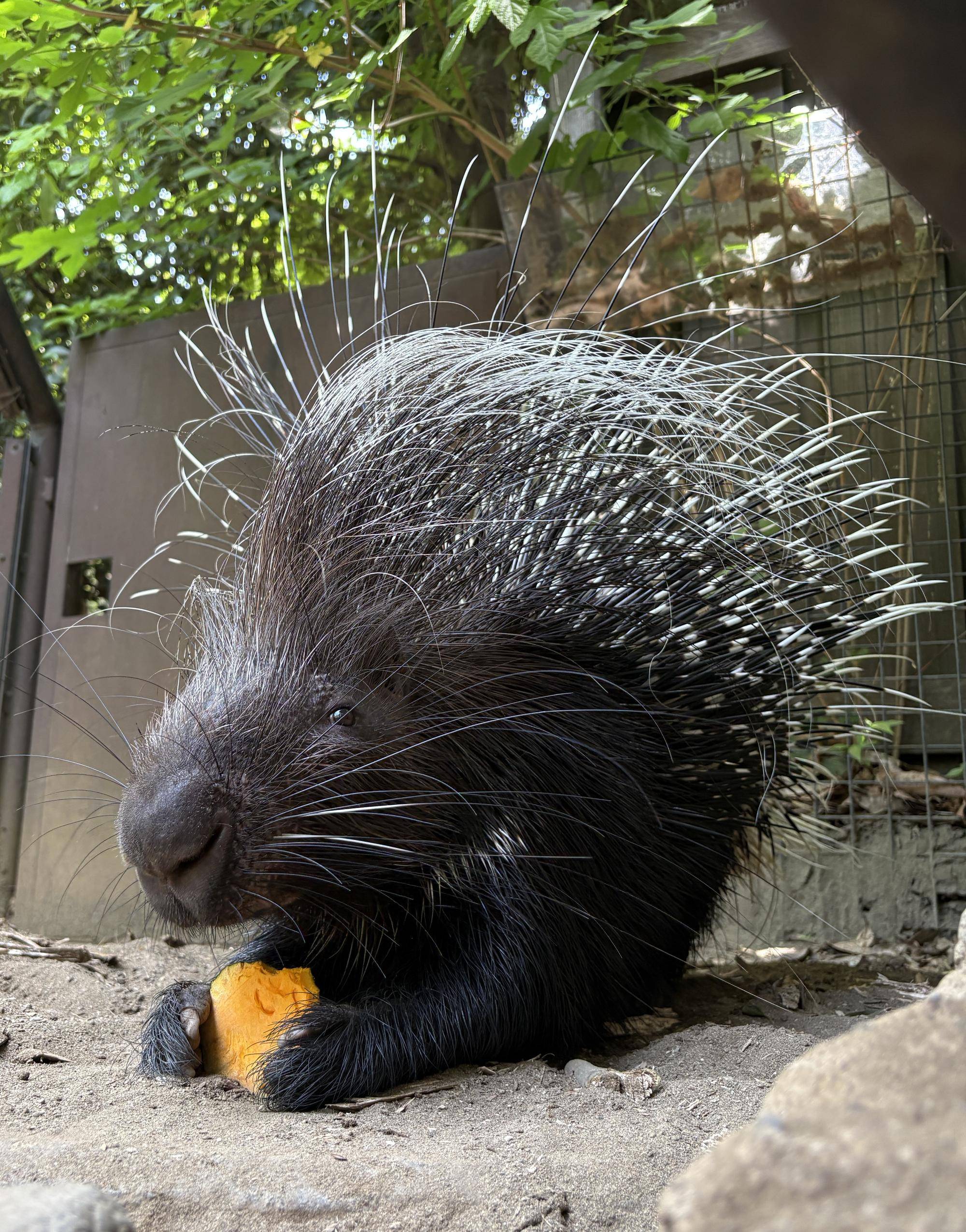 カボチャを食べるアフリカタテガミヤマアラシのネイロ(オス).jpg