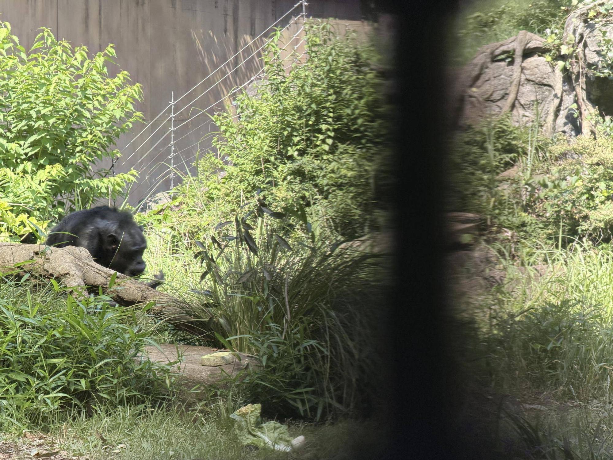 今回の1番手はインコ！.jpeg
