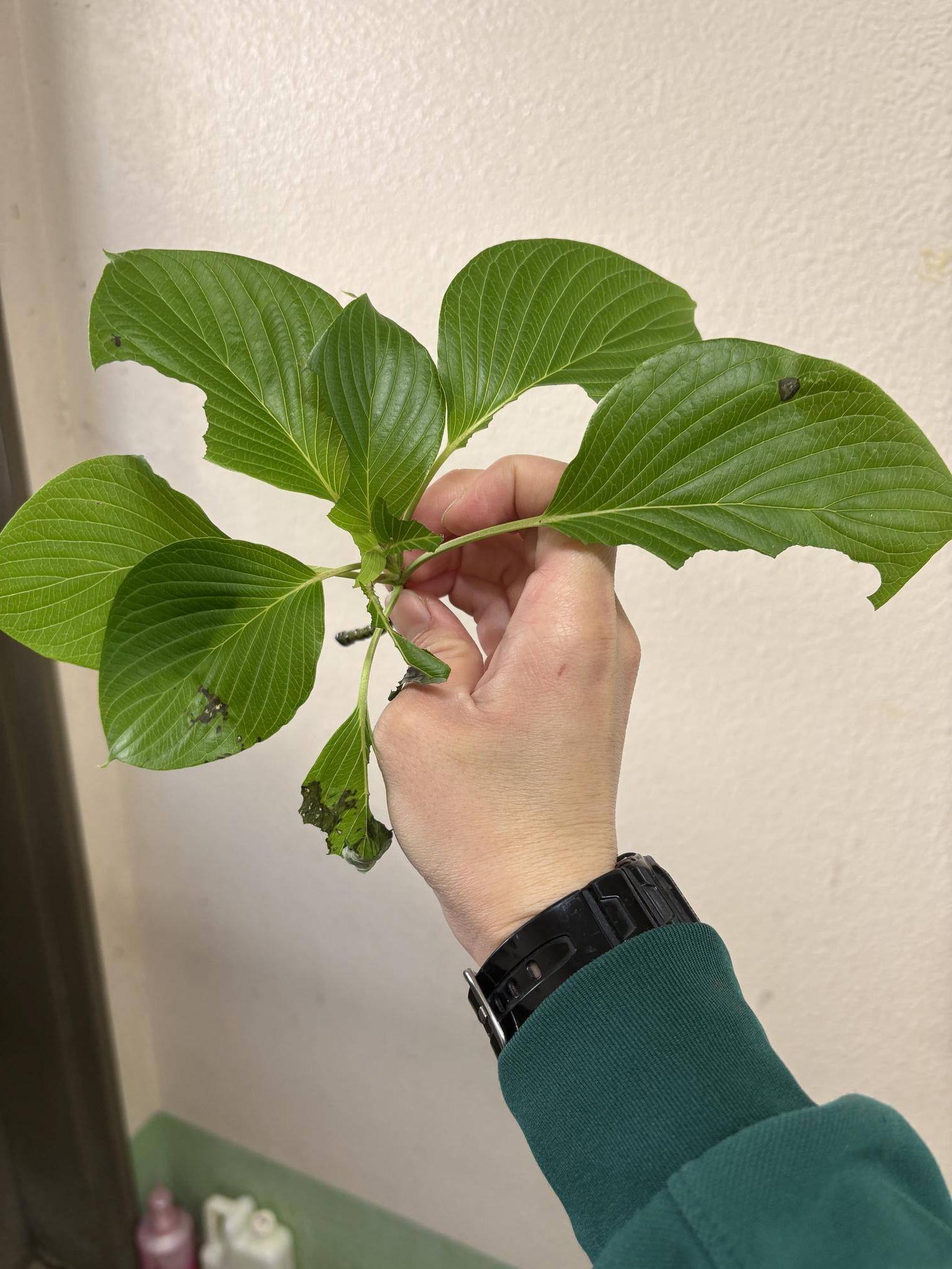 ミズキの葉を食べました.jpg
