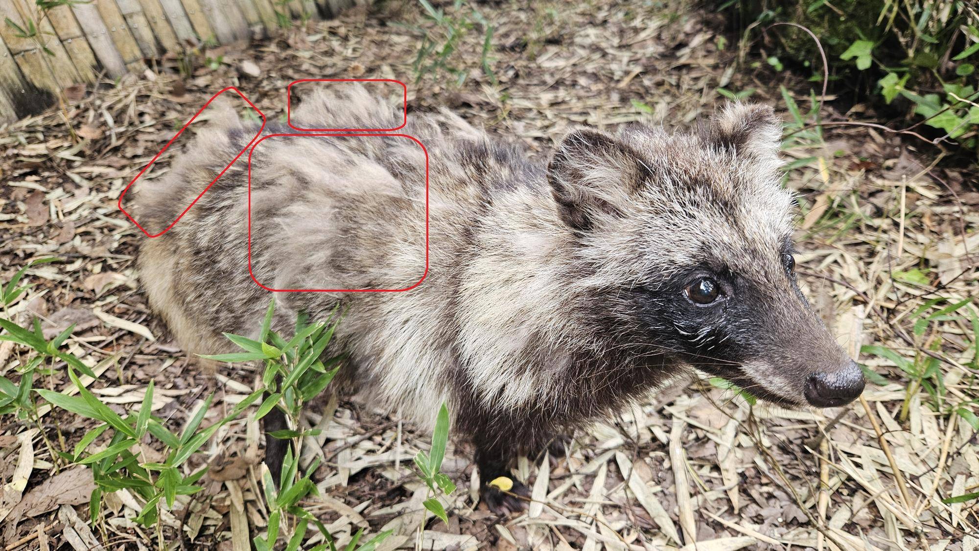 タヌキツ近況ブログ13♪(1-6換毛中の小豆).jpg