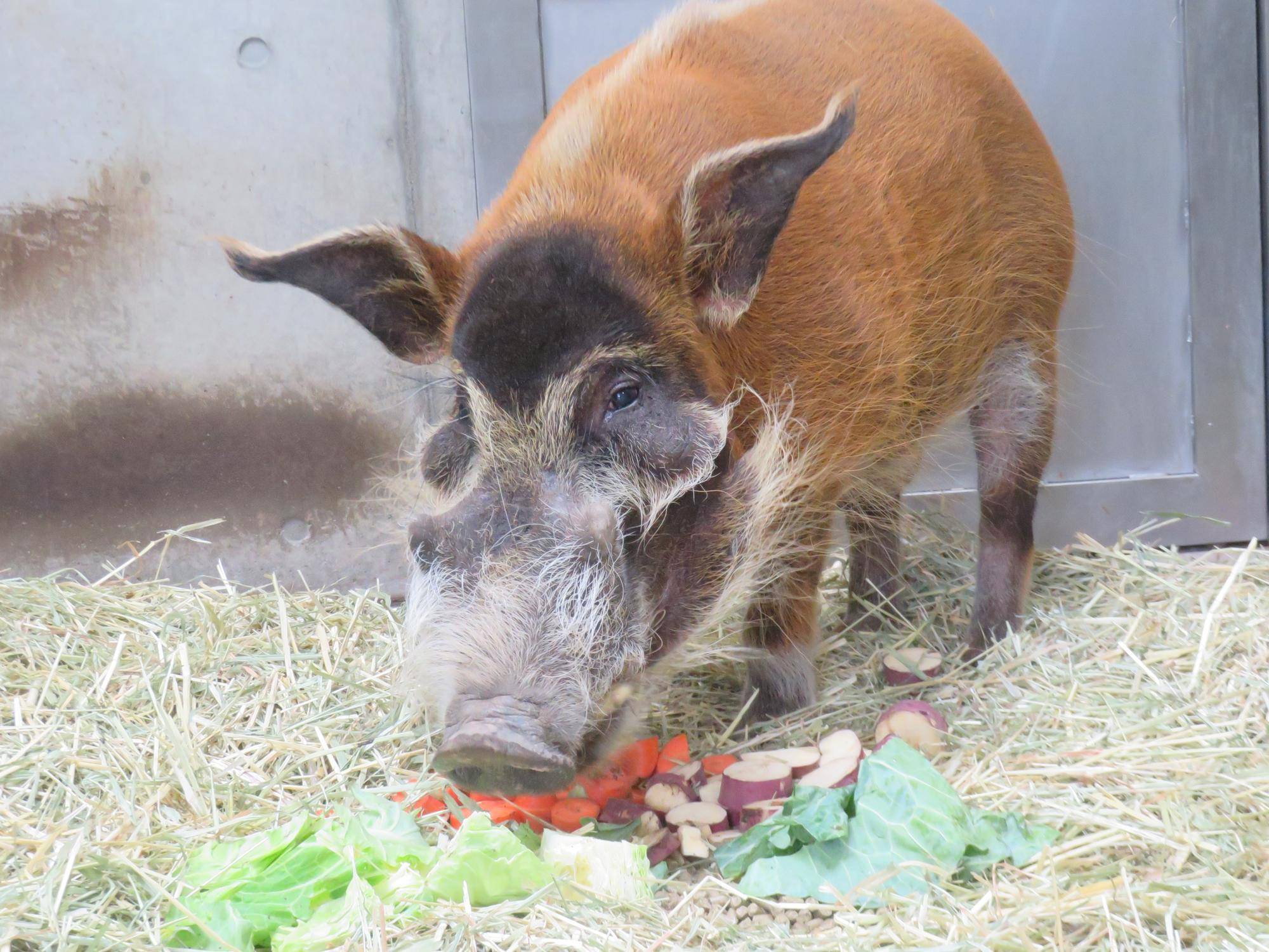 餌を食べるきり.jpg