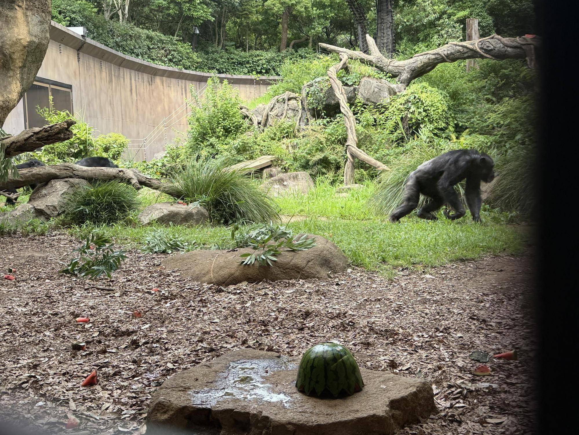大きなスイカを素通りするインコ.jpeg