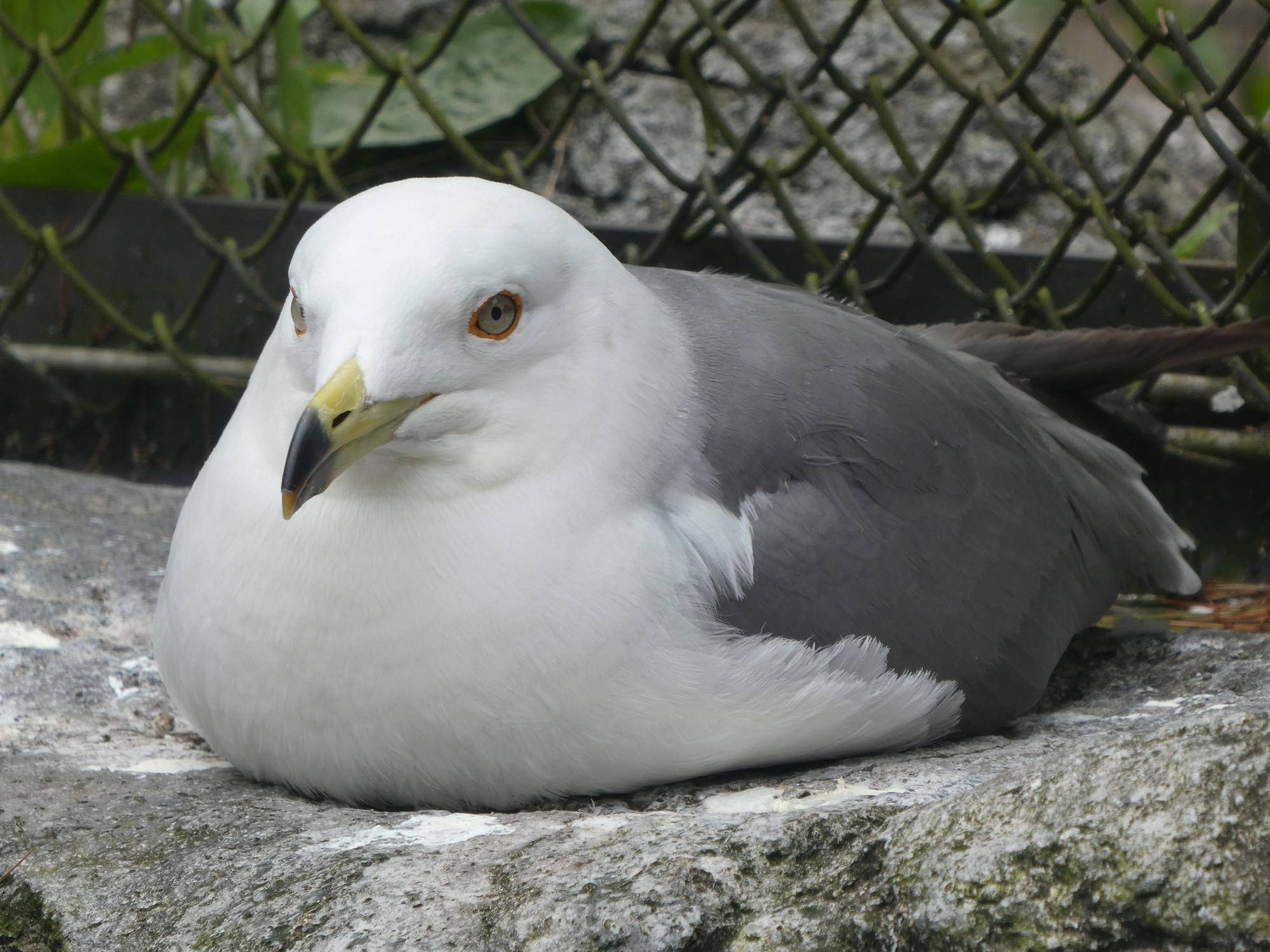 ウミネコ.jpg