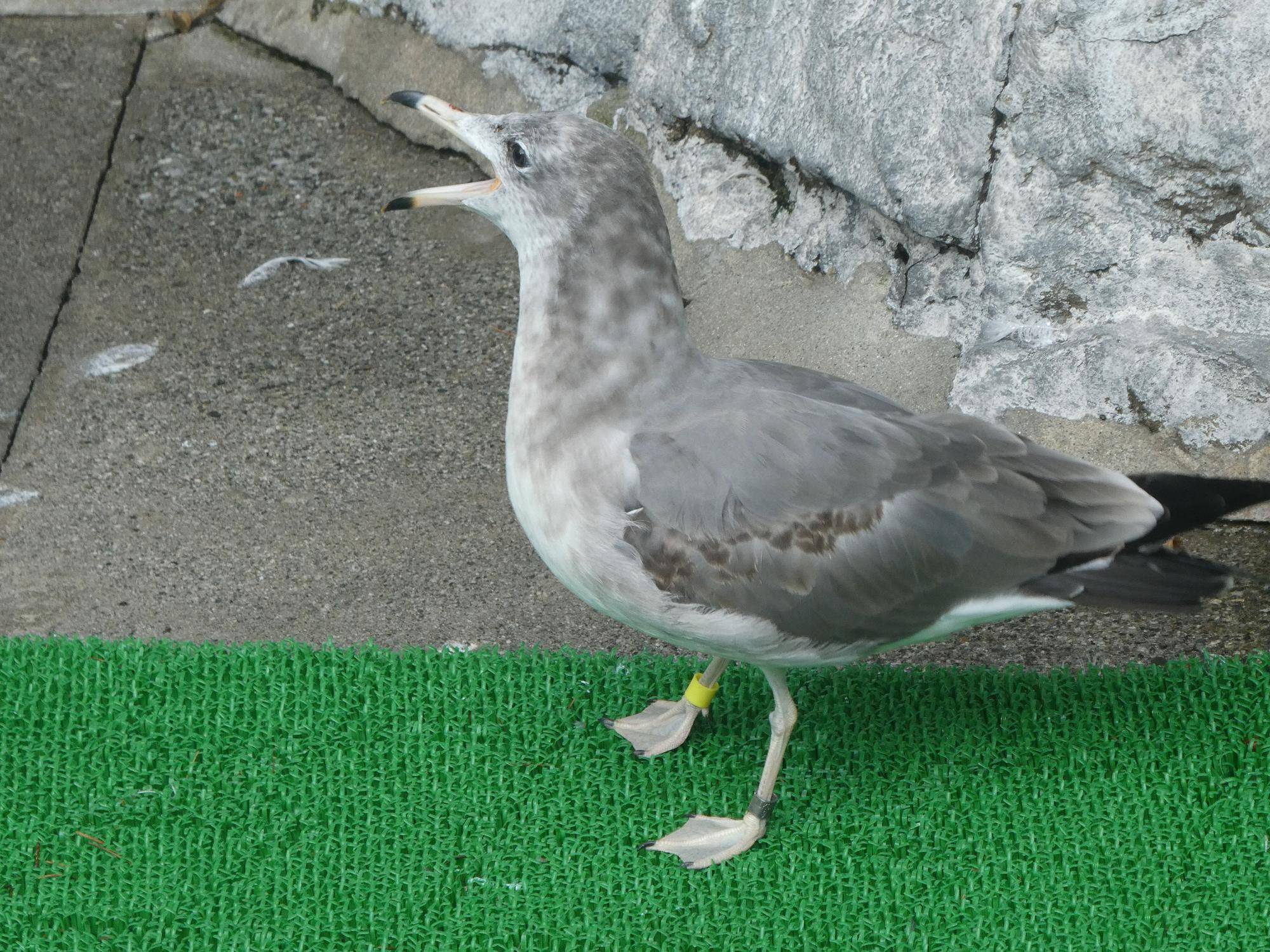 鳴くウミネコの若鳥.jpg