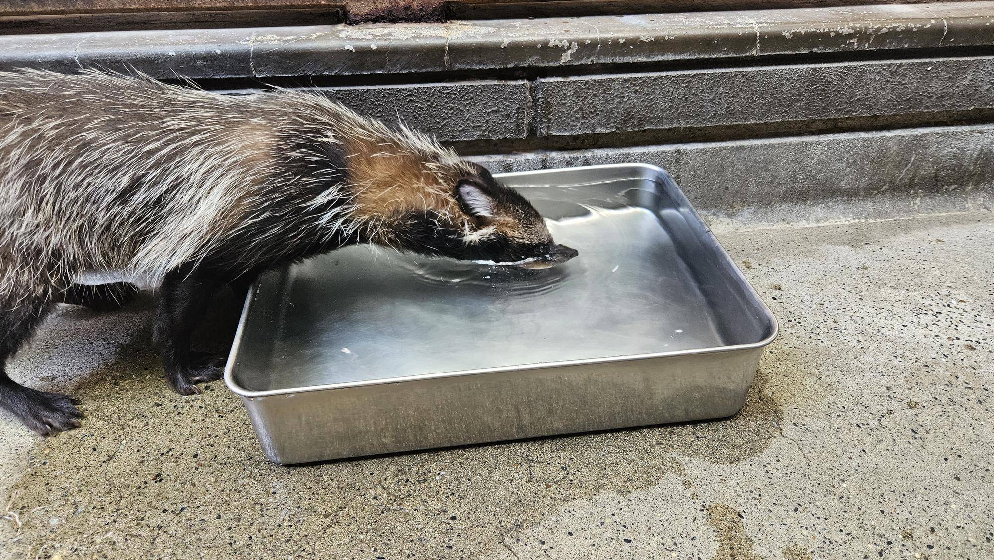 タヌキツ近況ブログ14(1-10水中の氷リンゴを取る茶豆).jpg