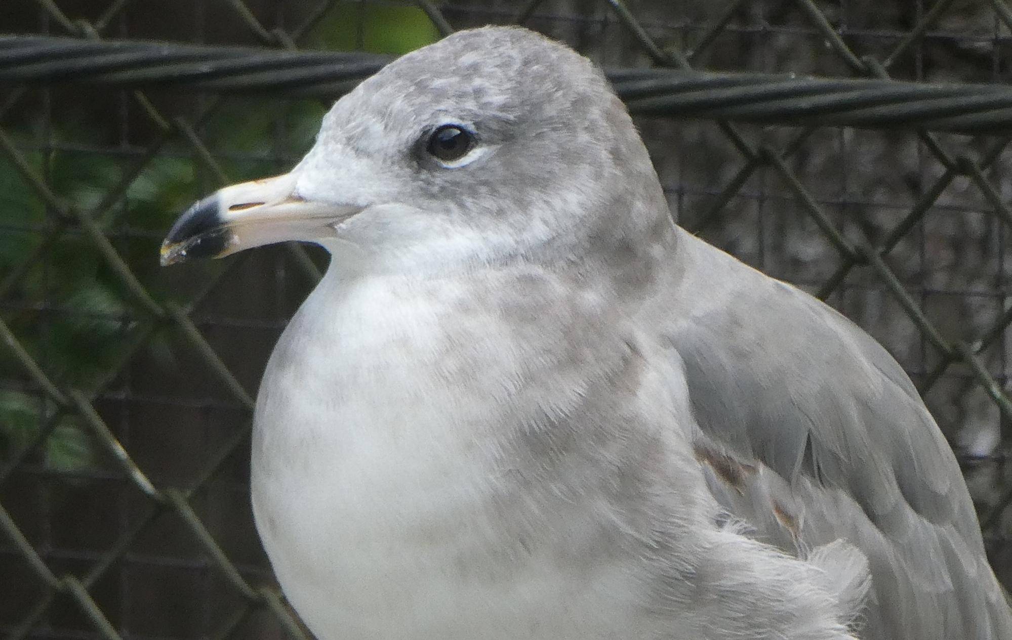 ウミネコ若鳥の顔.jpg
