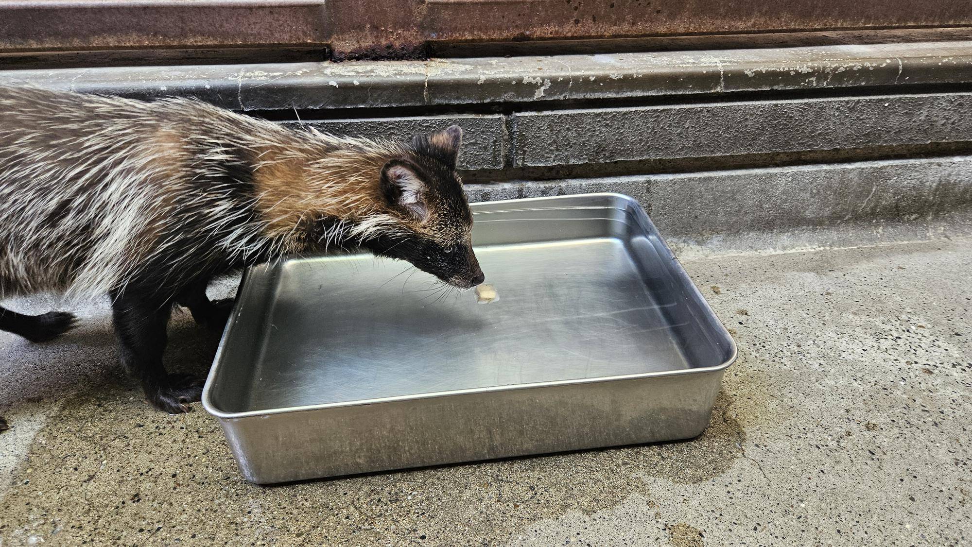 タヌキツ近況ブログ14(1-9水中いある氷リンゴを見つめる茶豆).jpg