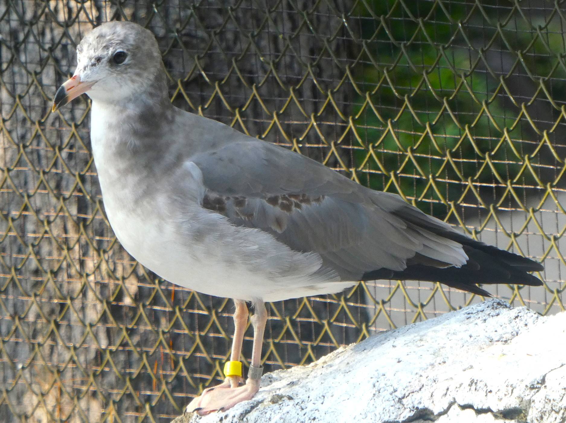 ウミネコ若鳥.jpg