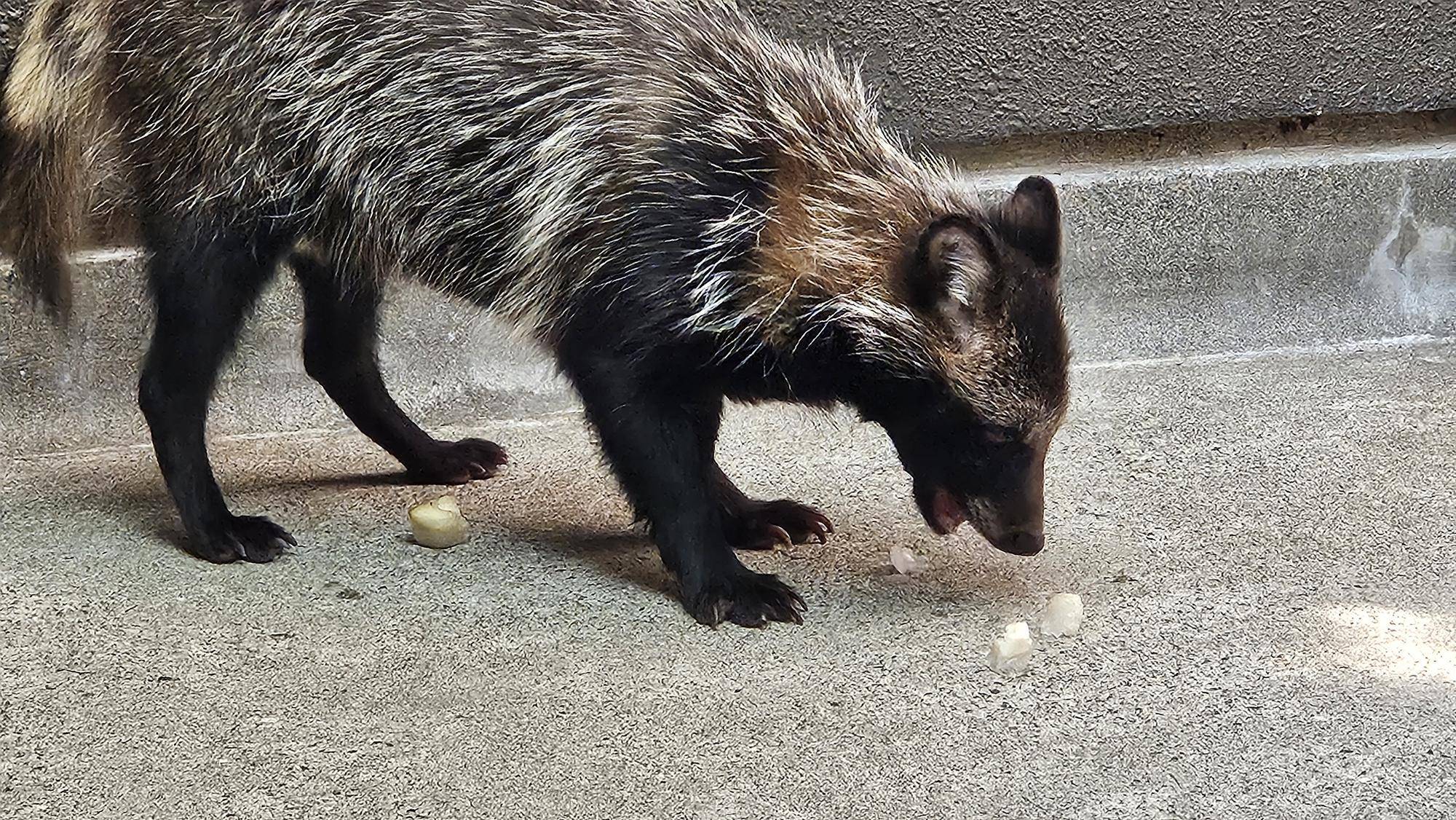 タヌキツ近況ブログ14(1-8氷リンゴを食べる茶豆).jpg