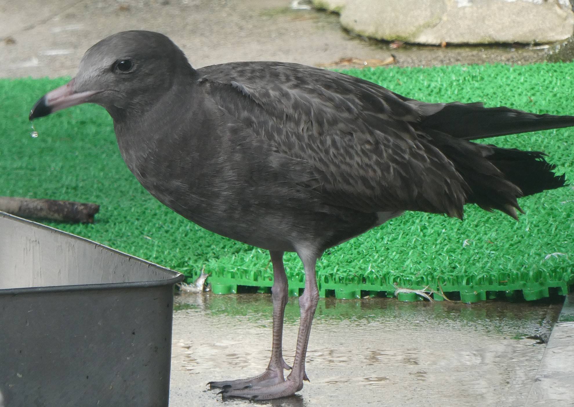 ウミネコ幼鳥.jpg