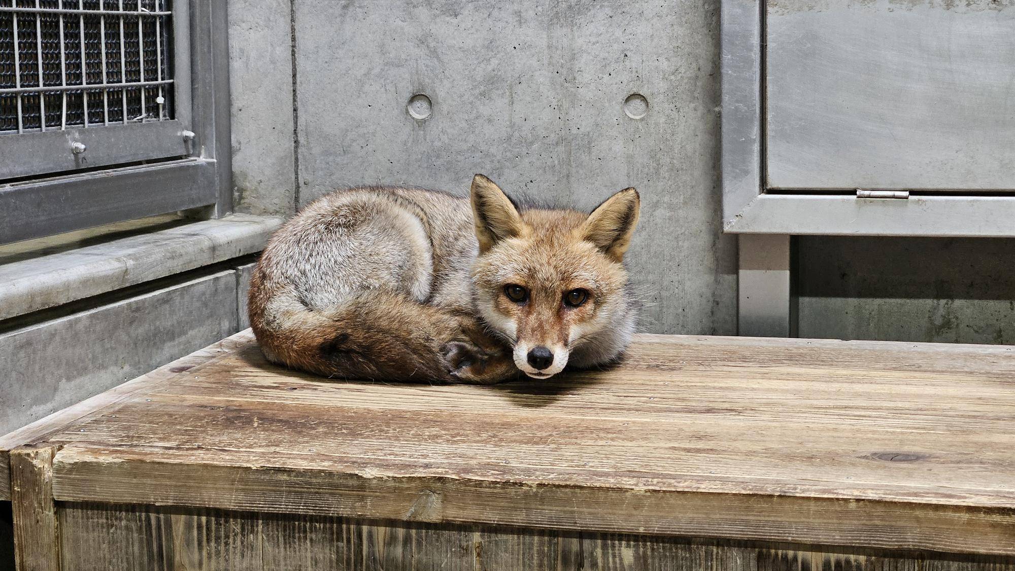 タヌキツ近況ブログ14(1-2カズオの写真).jpg