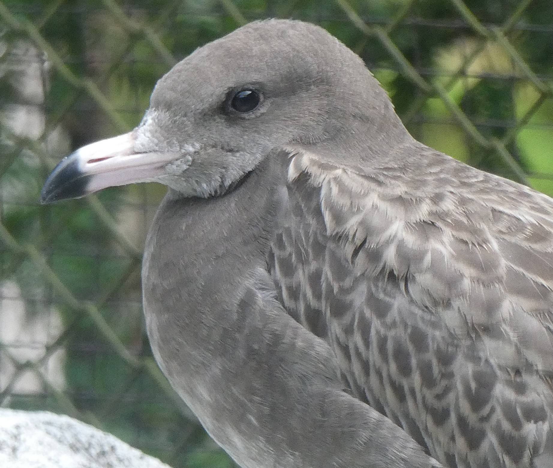 ウミネコ幼鳥の顔.jpg
