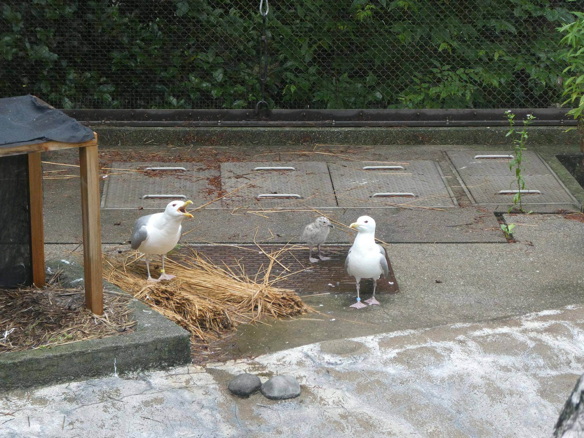 ヒナのそばで守る親鳥②.jpg