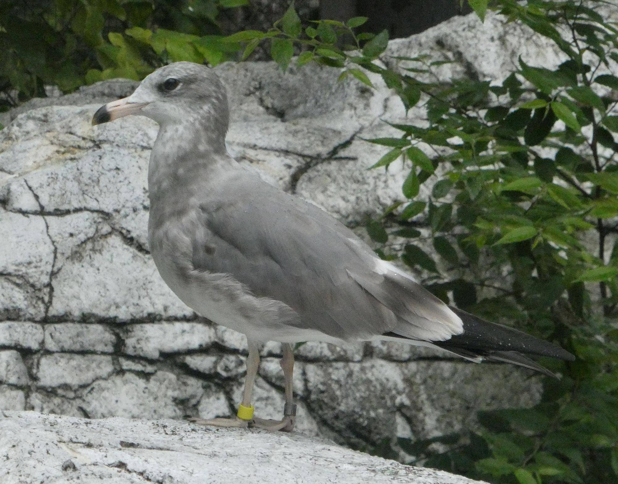 去年ふ化のウミネコの若鳥.jpg