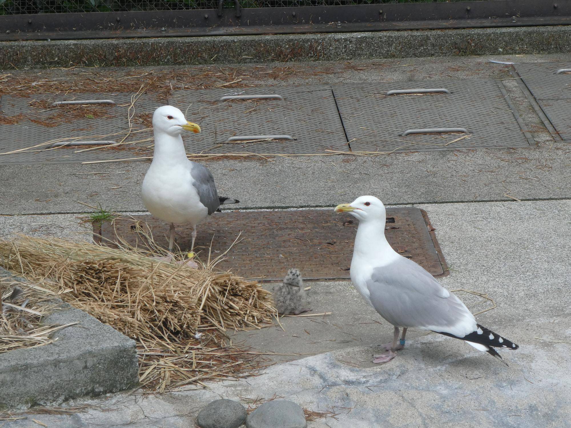 巣から出歩くヒナ.jpg