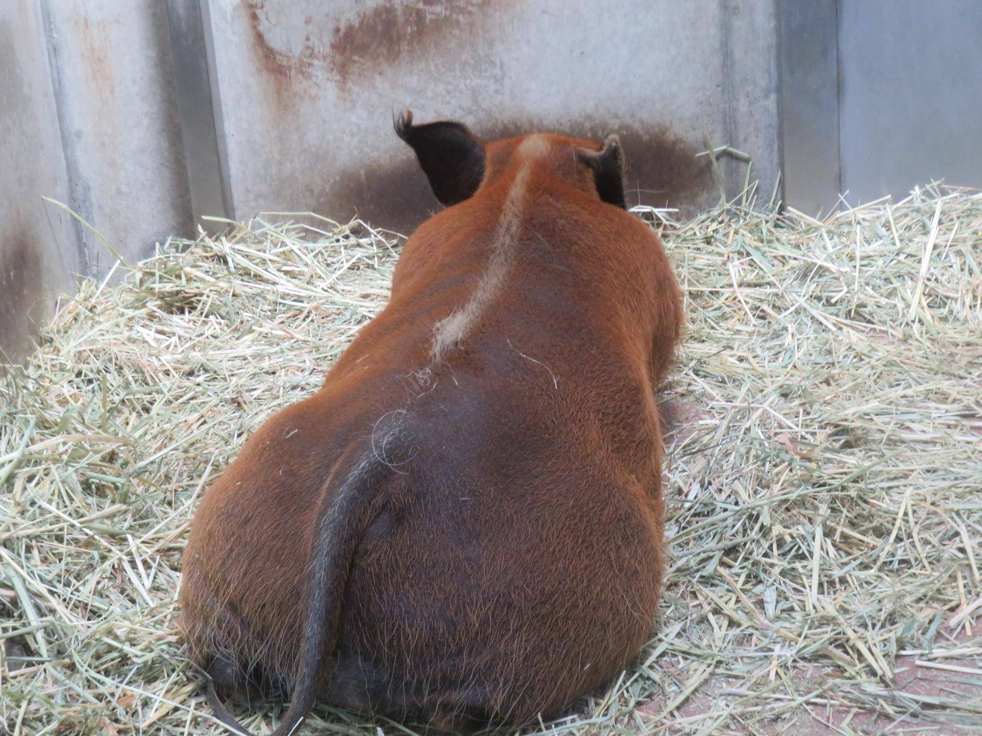 きりの後ろ姿.jpg