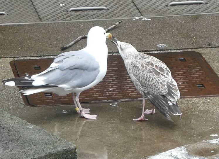 幼鳥、えさをねだる.jpg