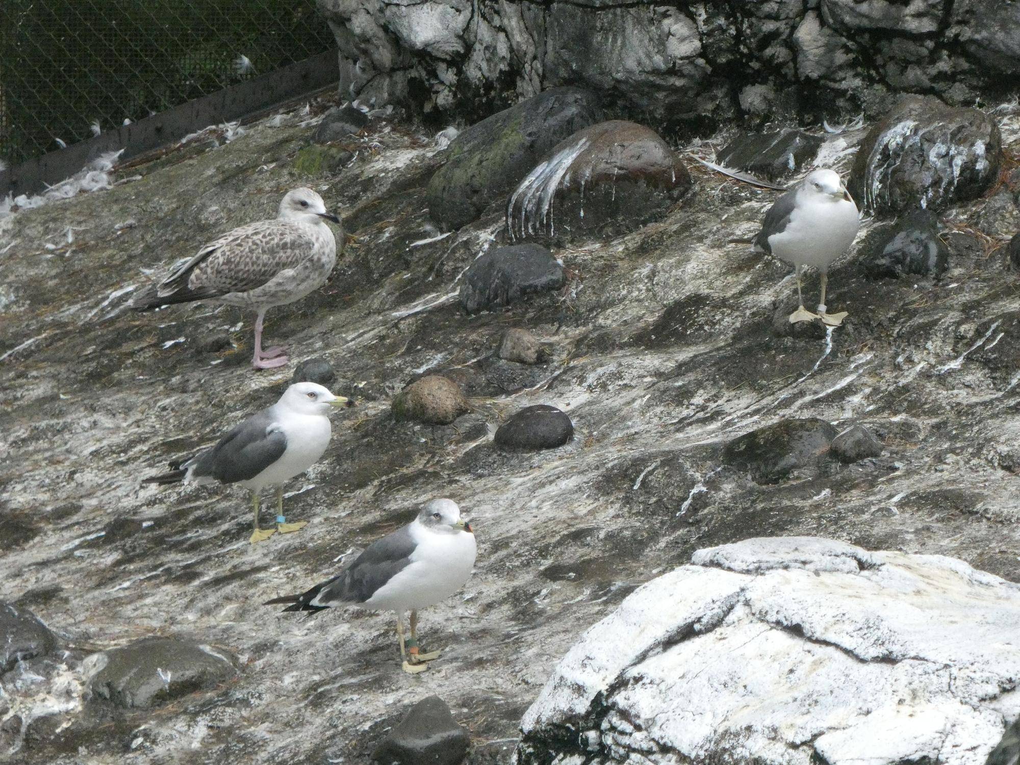 ウミネコに囲まれる幼鳥.jpg
