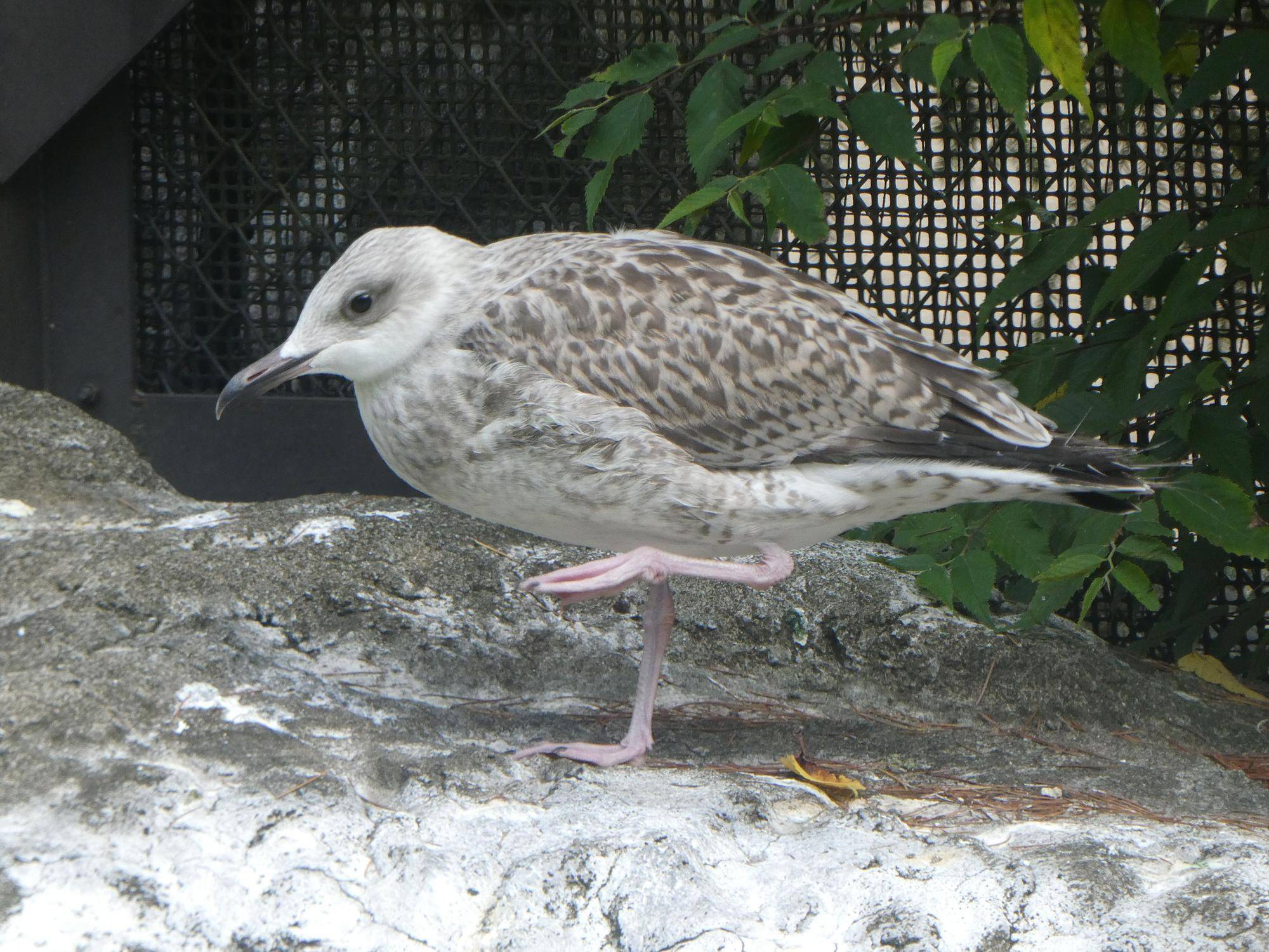 モンゴルセグロカモメの幼鳥.jpg