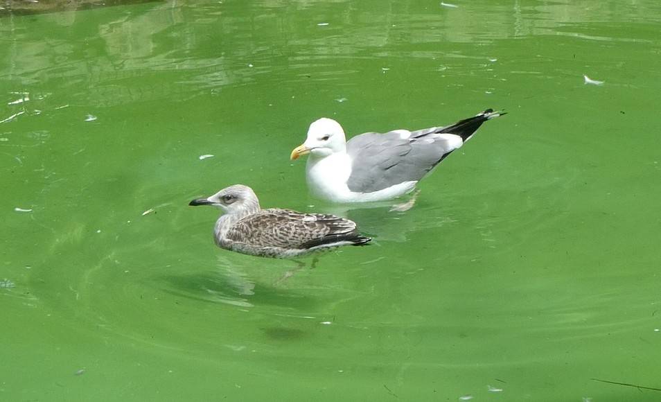 プールで泳ぐ幼鳥と親鳥.jpg