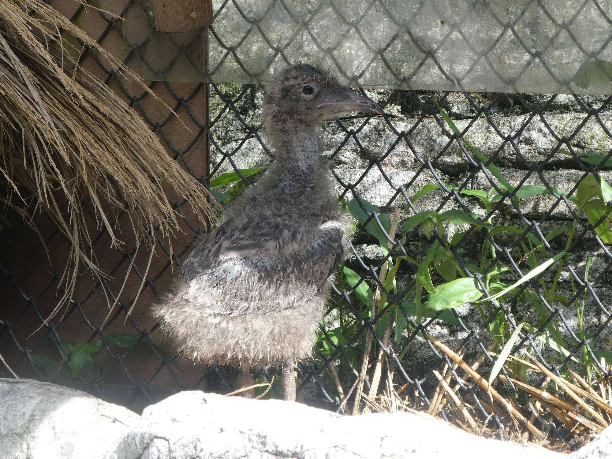 モンゴルセグロカモメふ化時のウミネコのヒナ.jpg