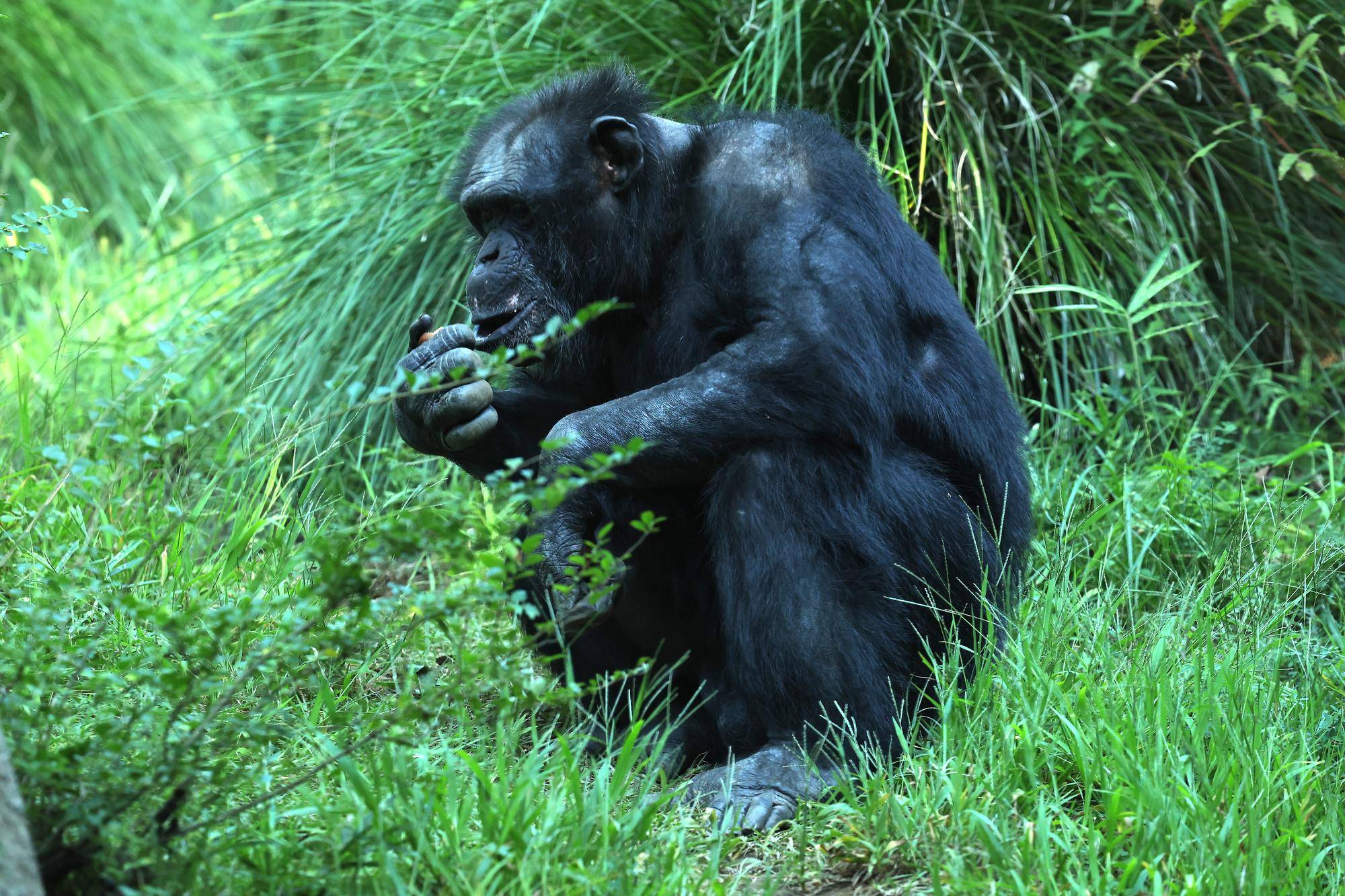 栗を食べるカズヤ.jpg