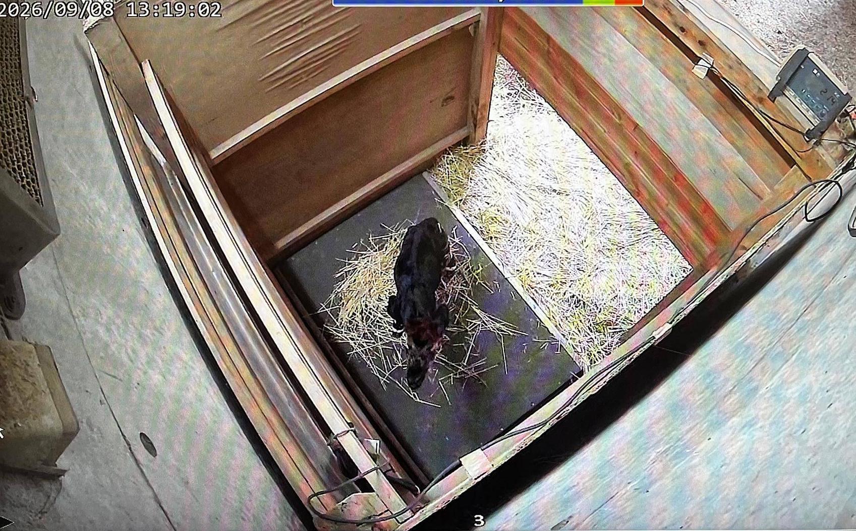 5日齢の体重.jpg