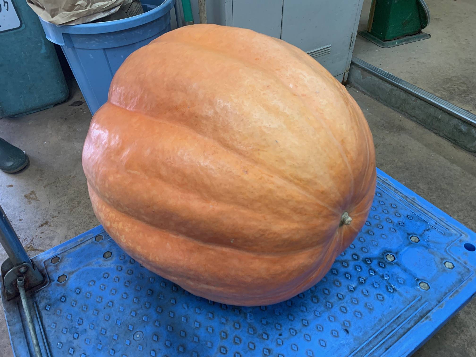 巨大カボチャ届きました!①.jpeg