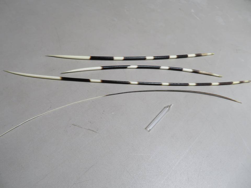 ヤマアラシ ②.jpg