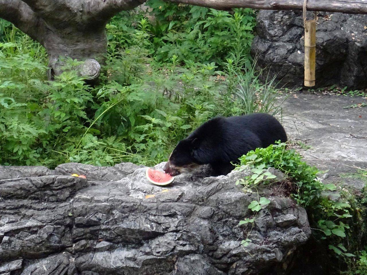 スイカに気付いた雪雄