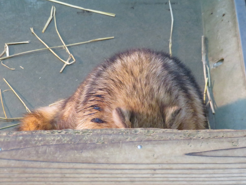 アナグマ?.jpg