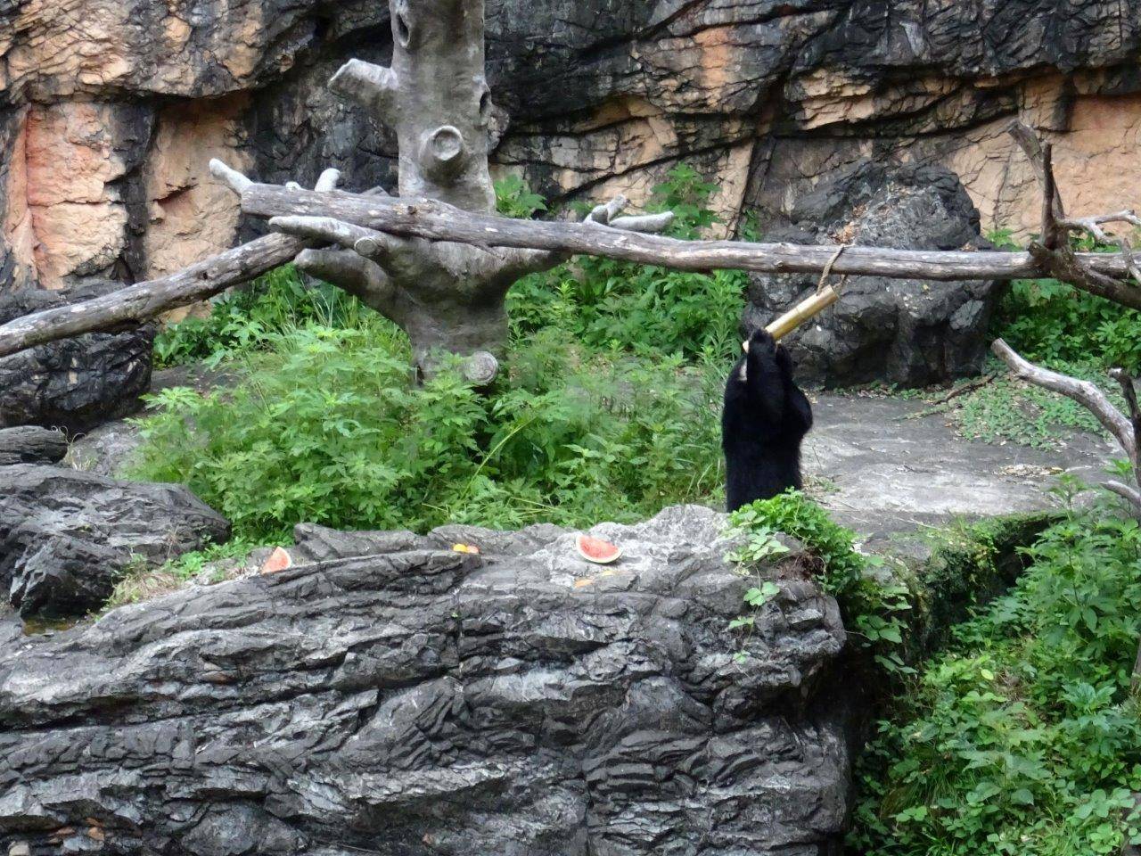 立ち上がって竹筒フィーダーをいじる雪雄