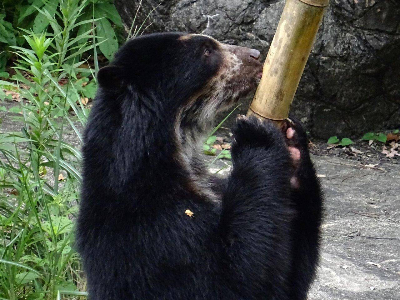 立ち上がって竹筒フィーダーをいじる雪雄①