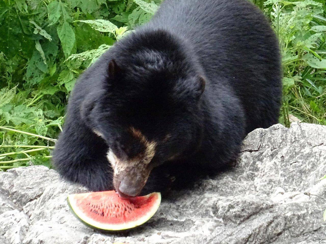 前肢を折りたたんだまま、器用にスイカを食べる雪雄②