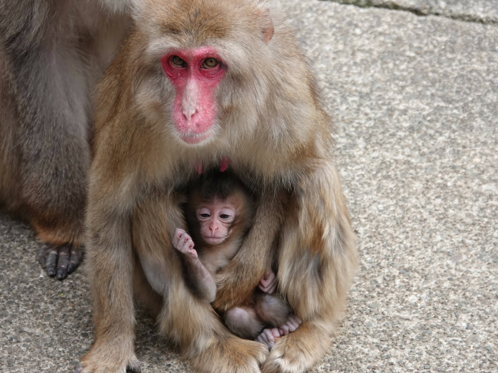 ニホンザル赤ちゃん誕生 飼育日誌 よこはま動物園ズーラシア公式サイト 公益財団法人 横浜市緑の協会