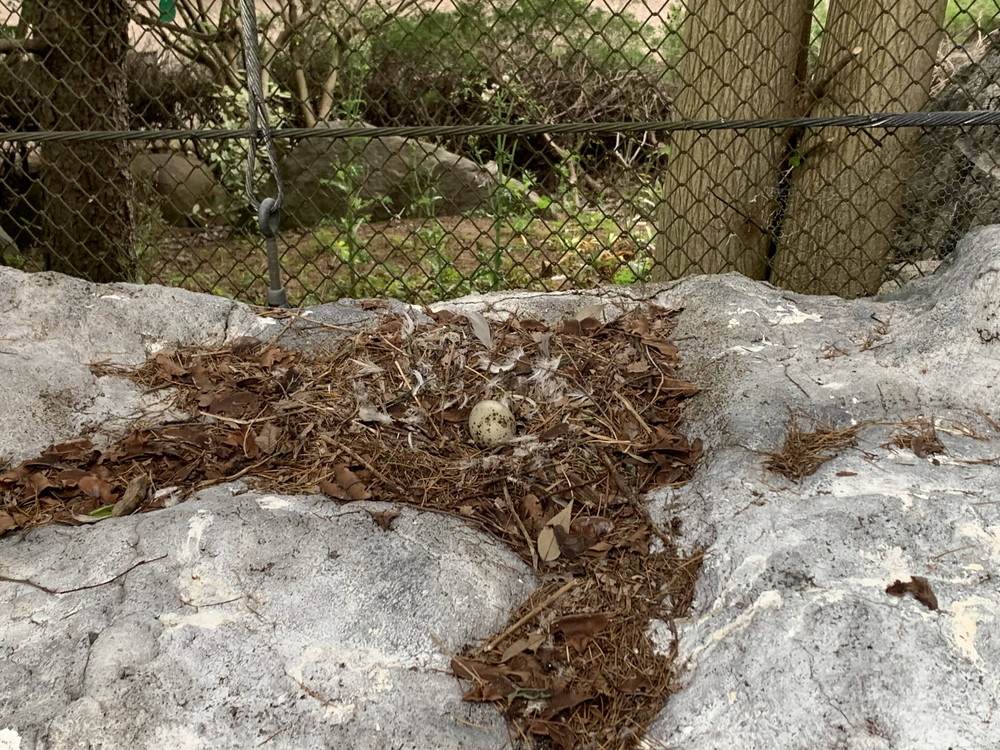 巣卵あり.jpg