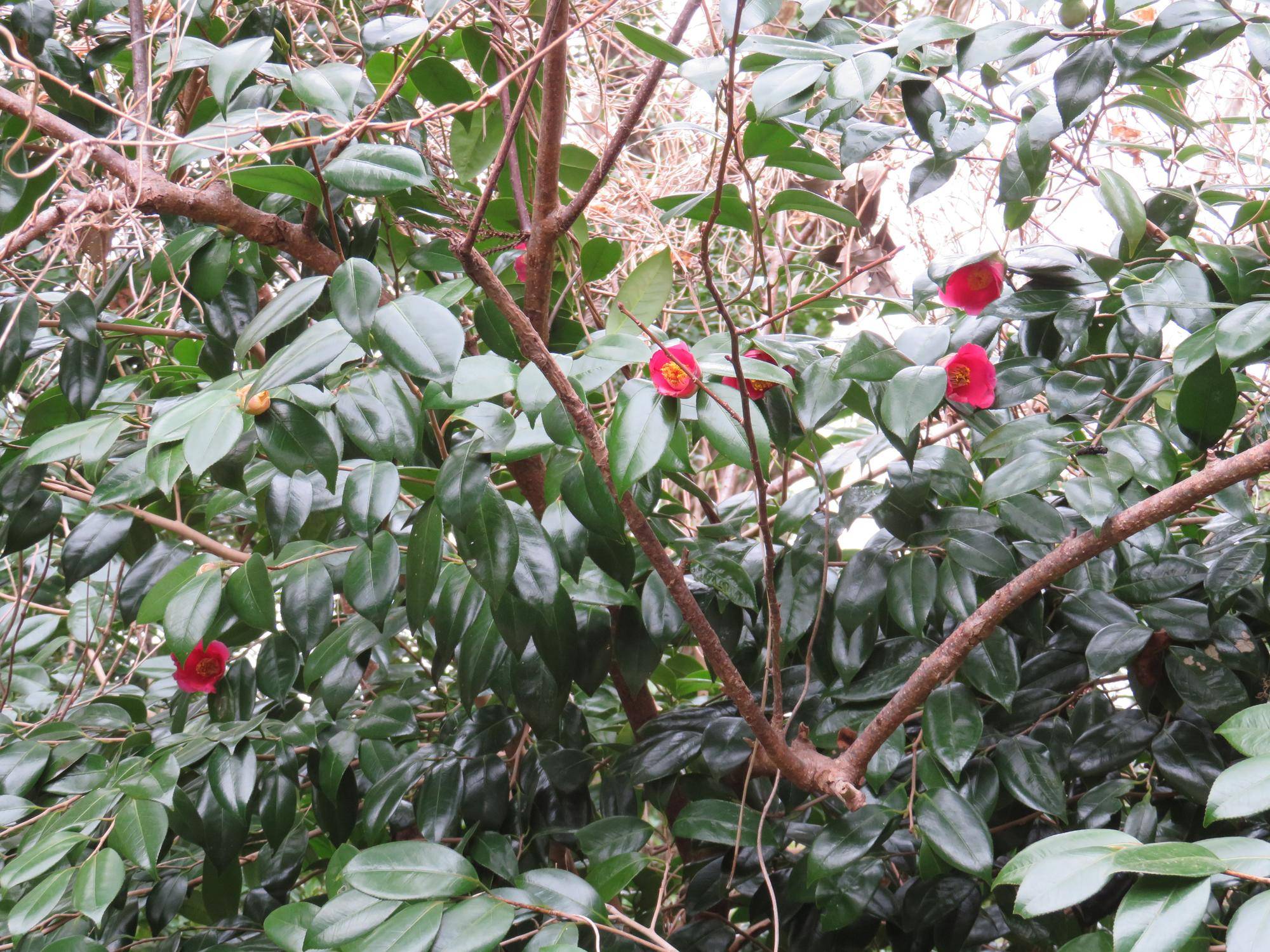 ツバキ.jpg