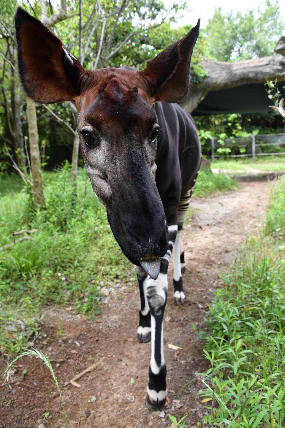 ☆お誕生日おめでと☆|飼育日誌｜ブログ|よこはま動物園