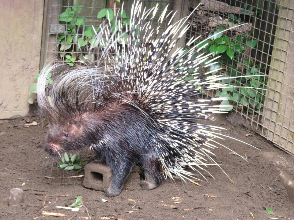 ヤマアラシ⑦.jpg