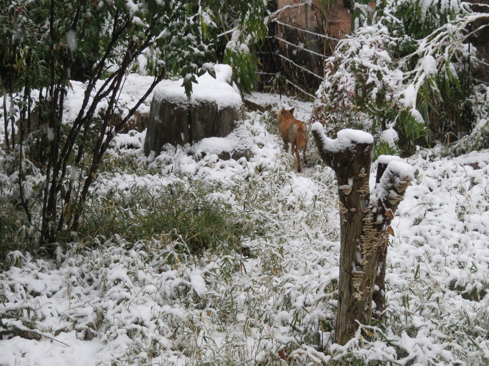 コウシロウ雪 走る.jpg