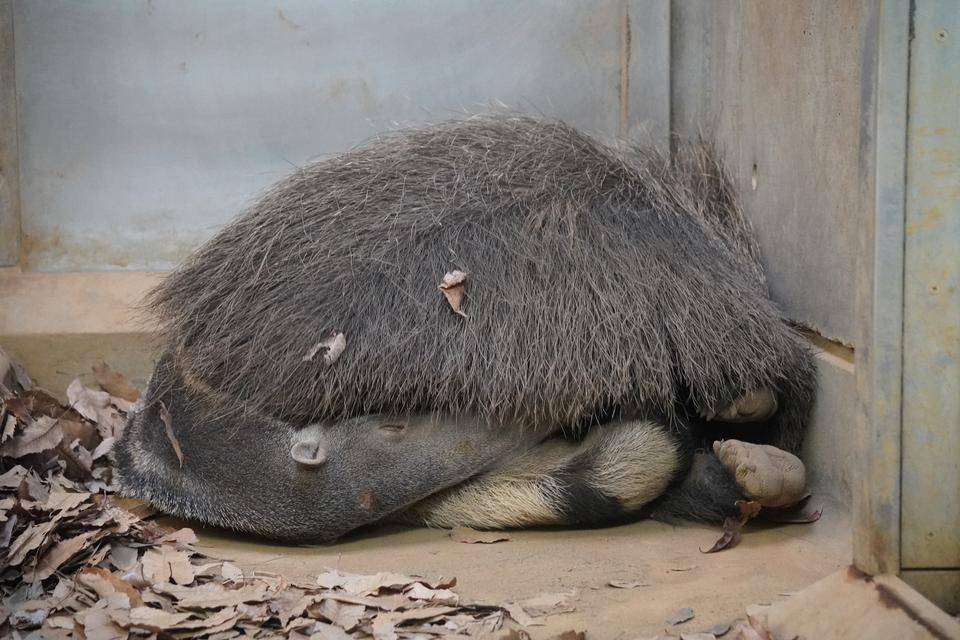 朝寝ているオレオ