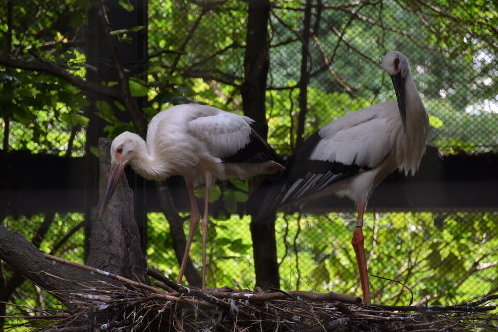 コウノトリ成長記録⑤|飼育日誌｜ブログ|よこはま動物園
