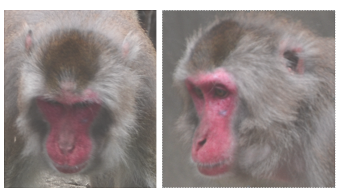 群れの新しい第一位 飼育日誌 よこはま動物園ズーラシア公式サイト 公益財団法人 横浜市緑の協会