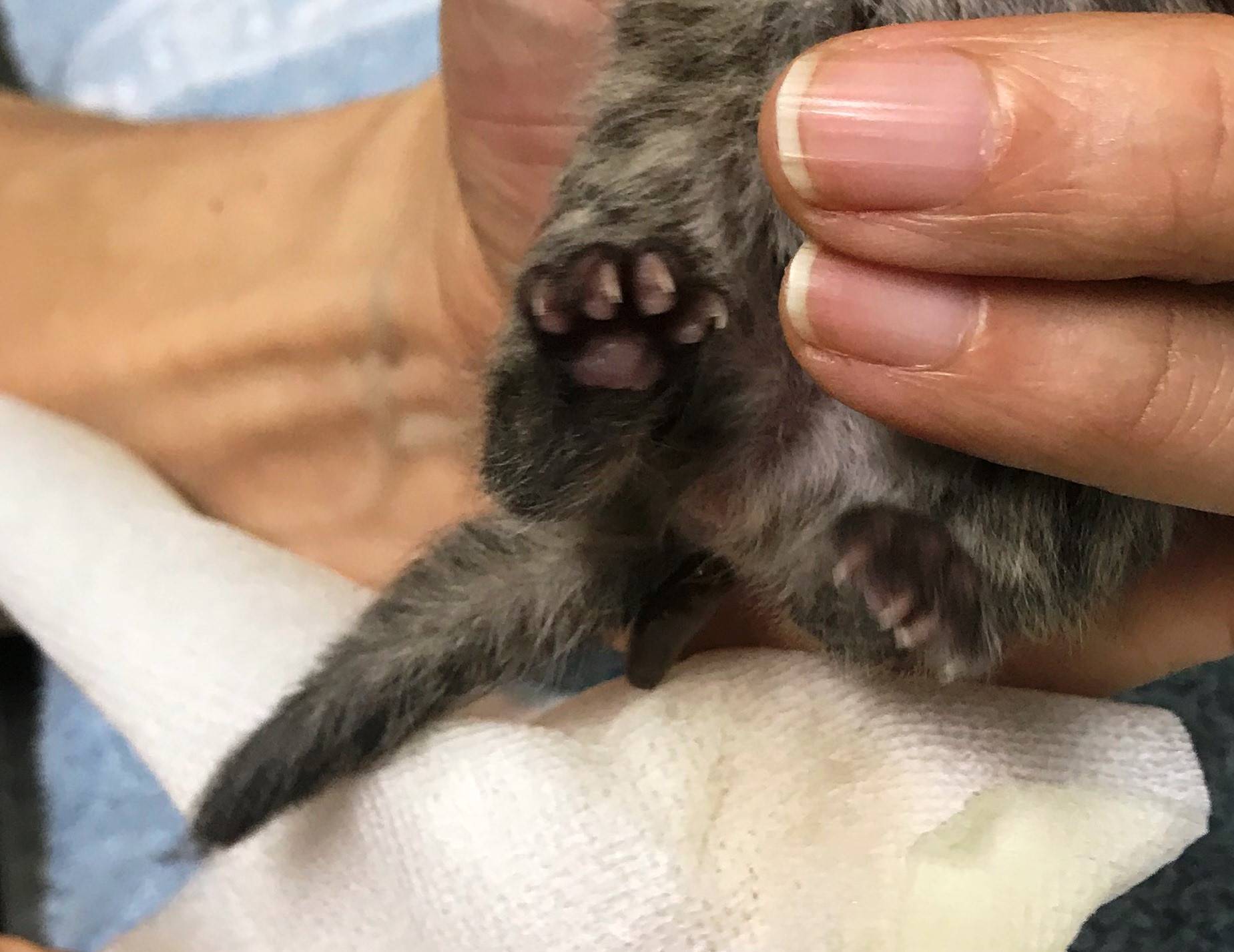 ツシマヤマネコ 赤ちゃん成長記 飼育日誌 よこはま動物園ズーラシア公式サイト 公益財団法人 横浜市緑の協会