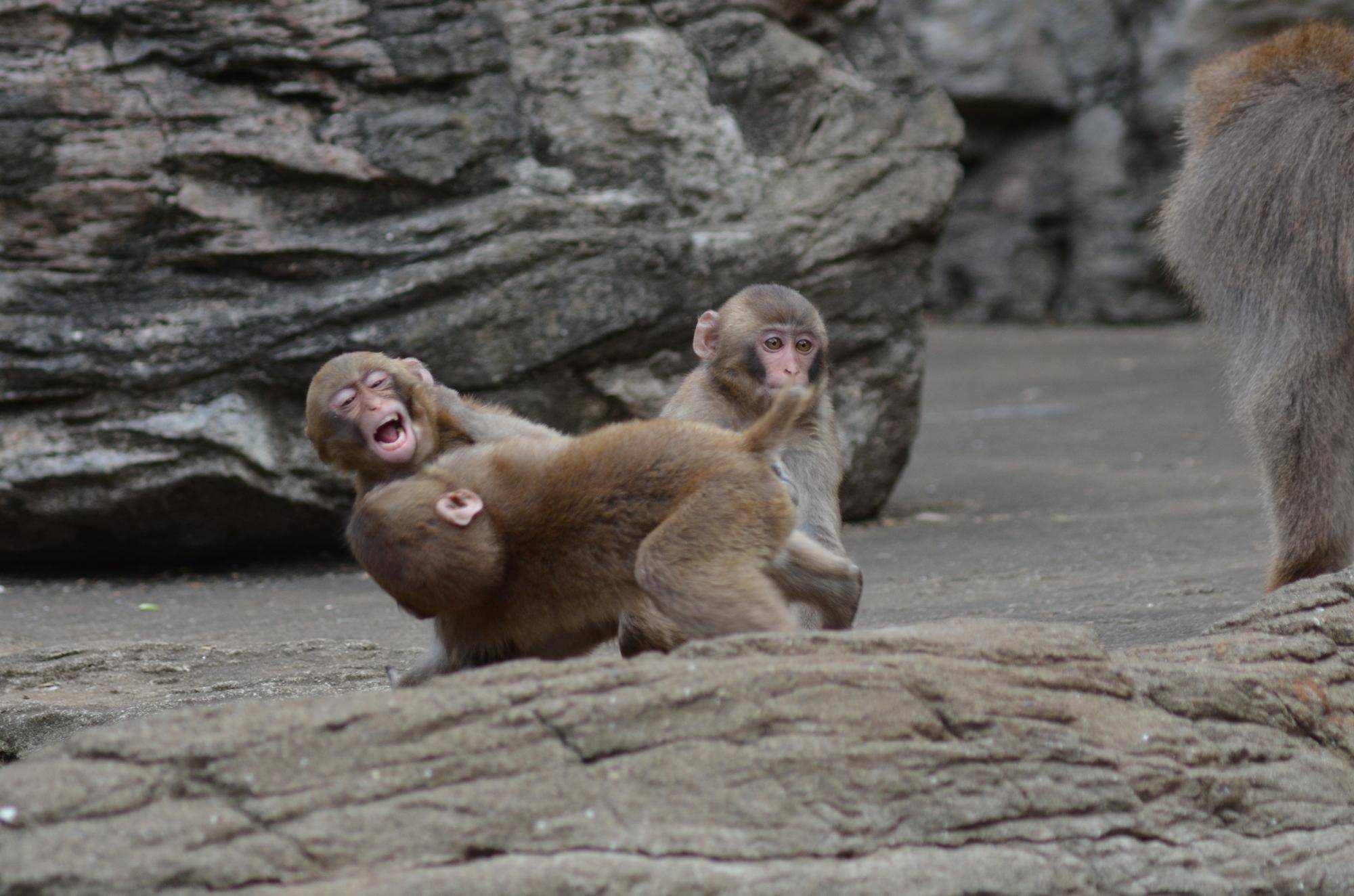 2年前の子ザル三頭.jpg