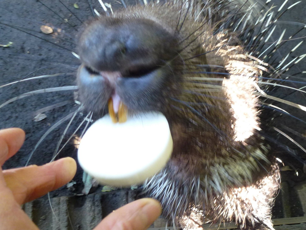 ヤマアラシって 後編 飼育日誌 よこはま動物園ズーラシア公式サイト 公益財団法人 横浜市緑の協会