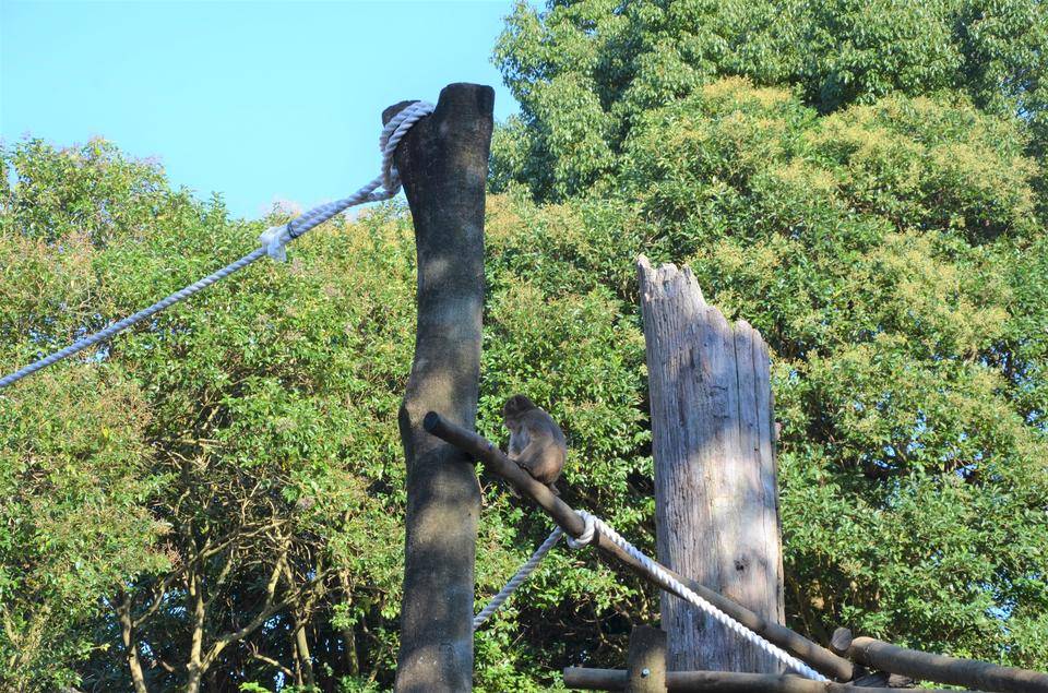 ‼ ニホンザル展示場 リニューアルしました ‼7.jpg