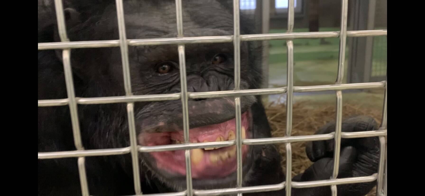 大あくび チンパンジーの森日記 よこはま動物園ズーラシア公式サイト 公益財団法人 横浜市緑の協会 大あくび チンパンジーの森日記 よこはま動物園ズーラシア公式サイト 公益財団法人 横浜市緑の協会