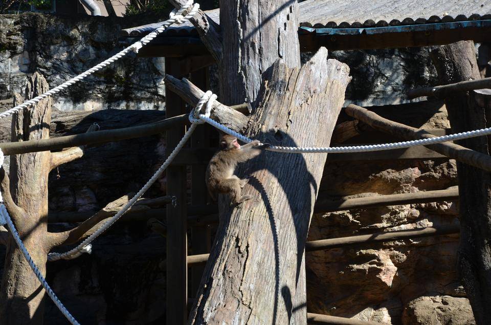 ‼ ニホンザル展示場 リニューアルしました ‼8.jpg